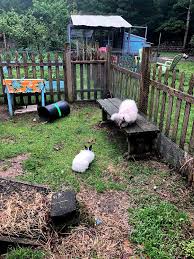 setting up an outdoor rabbit space