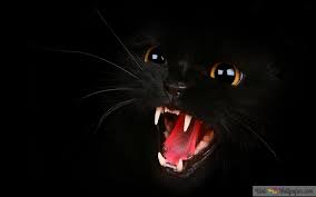 Black Cat Open Mouth 4k Wallpaper