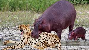 Mother Elephant Defends Her Baby From Hippo - Crocodile Vs Male Lions- Extremely Rare Images part 1 | Mother Elephant Defends Her Baby From Hippo - Crocodile Vs Male Lions- Extremely Rare