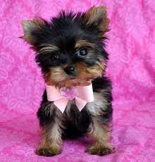 The teacup yorkie is simply a yorkshire terrier who has been bred to be significantly smaller than normal. Yorkiepoo Yorkshire Terrier Poodle Mix Info Temperament Training Diet Puppies Pictures