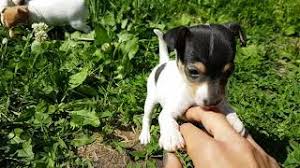 toy fox terrier puppies 1 month old