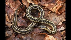 Garter snakes are a gardener's friend! What To Do If You Run Into A Snake Fox61 Com