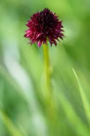 Alpine Flora - Black Vanilla Orchid (nigritella Nigra) Stock Photo ...