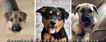 See more of german shepherds of iowa on facebook. Welcome
