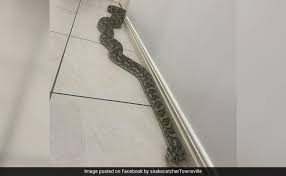 giant 8 foot python inside
