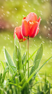 tulip flower flowers hd phone