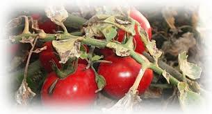 Боротьба з шкідниками і хворобами  капусти та томатів