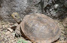 Desert Box Turtle Wikipedia