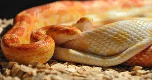 the 5 best snake beddings available