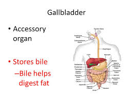 What are the possible causes of a weak or lazy gallbladder? Functions Of Liver Pancreas And Gallbladder The Digestive System The Digestive Tract Is A Series Of Hollow Organs Joined In A Tube From The Mouth To Ppt Download