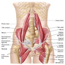 Several muscles cross the front of the hip and create hip flexion, pulling the thigh and trunk toward each other, but probably the most. Muscles Of The Month Hip Flexors Holidays Torquay
