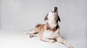 10 reasons why dogs howl pethelpful