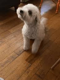 poodle dog in india breed types