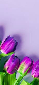 purple tulips flowers light pink