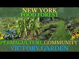 New York Permaculture Community Garden