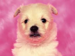 Cute Puppy Dog Hintergrundbilders ...
