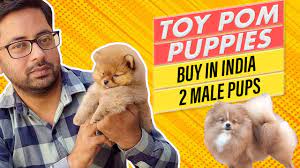 toy pom male puppies in