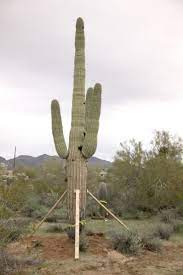 Please, please do not poach plants. Transplanting A Cactus Tips On Moving Cacti In The Landscape