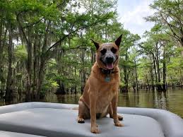 Maybe you would like to learn more about one of these? The 10 Best Things To Do Near Caddo Lake State Park Karnack Tripadvisor
