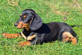 dachshund miniature smooth haired