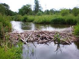 Regno Unito - Castori per migliorare i territori fluviali. Le costruzioni naturali incrementano i Servizi Ecosistemici - Cirf