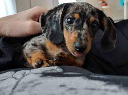 Small dachshund puppy ready for a new home ++++. Miniature Dachshund Craigslist Off 78 Www Usushimd Com