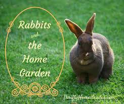 rabbits and the home garden