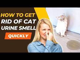 how to get rid of cat urine smell