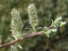 Salix repens Creeping Willow PFAF Plant Database