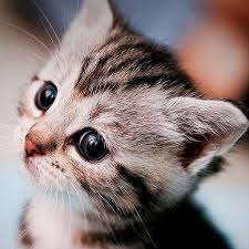 10 hewan lucu dan imut yang sebenarnya berbahaya bagi manusia. Wallpaper Kucing Hd 100 Lebih Wallpaper Kucing Lucu Dan Comel Wallpaper Merupakan Sebuah Gambar Yang Biasanya Dija Gambar Kucing Lucu Kucing Kucing Munchkin