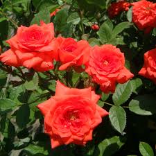 Rote rosen im garten anemonen im wald o wie schön ist der sommer und der winter so kalt! Rosen Online Kaufen Alle Rosensorten Rosenversand Wurzelnackt Und Im Container
