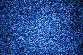 royal blue carpeting texture