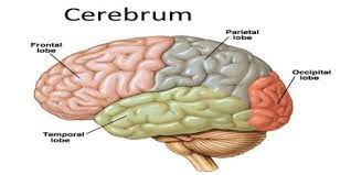 Cerebrum - Msrblog