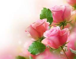wallpaper pink rose in bloom during
