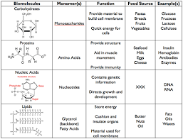 17 Biomolecules Chartg Macromolecule Review Chart Www
