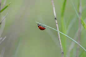 bug defect life cycle