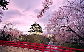 cherry blossoms iii sakura zen