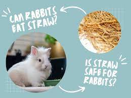 can rabbits eat straw what to do if