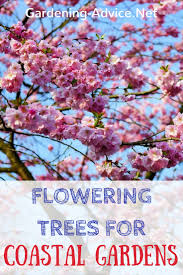 They're all beautiful at towering shade trees—maples and oaks—produce flowers in spring, but they are so small or high up that we can't appreciate their unique beauty until. A List Of Flowering Trees For Coastal Gardens
