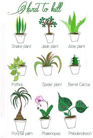Oh Wow The Title This Chart Was Made For Me House Plants