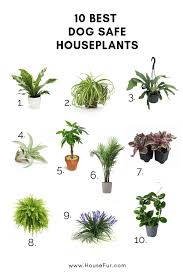 10 Houseplants That Are Safe For Dogs