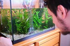 easy fixes for a cloudy fish tank