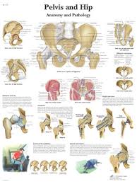Pelvis And Hip Anatomical Chart