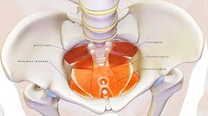 pelvic floor physical therapy for ms