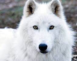 Image result for arctic wolf
