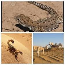 Each desert is different in some way, but they all have one thing in common. Producers Consumers And Decomposers Sahara Desert