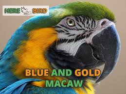blue and gold macaw care s