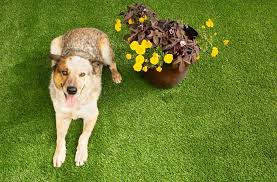 Best Artificial Grass For Dogs 5 Pet