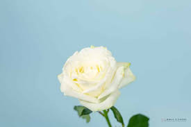 white rose daily flowers