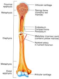 Long bones are those that are longer than they are wide. Anatomy Of Long Bones Anatomy Of A Long Bone Fasih Rahman On Prezi Human Body Anatomy Skeletal System Anatomy Body Anatomy